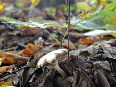Белый гриб на фоне пожухшей листвы 