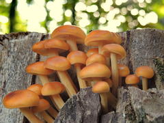 Лесные грибы растущие на пеньке 