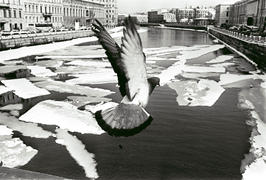 Российская Федерация. Санкт-Петербург. Весна. Фонтанка. Взлетающий голубь. 13 апреля 1996 года