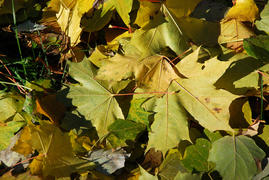 Осенний листопад — листья клена