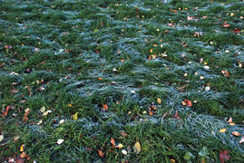 Иней на зеленой траве от утреннего заморозка