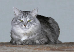 Пушистый серый кот с зелеными глазами