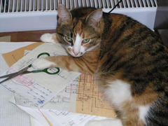 Кошка-радиолюбитель охранят секреты электронной схемы