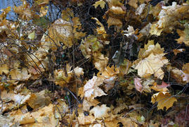 Опавшие листья клена