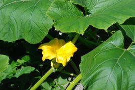 Желтый цветок тыквы с зародышем
