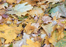 Осенний листопад — листья клена