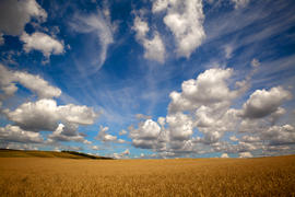 Облачное небо над полем ржи