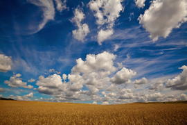 Облачное небо над полем ржи