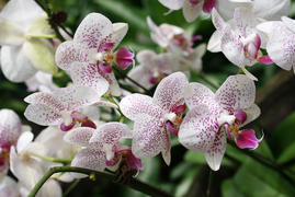 Орхидеи из "фарфора"