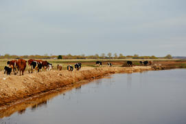Коровы на водопое у реки 