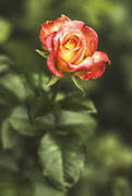 Красно-желтая роза