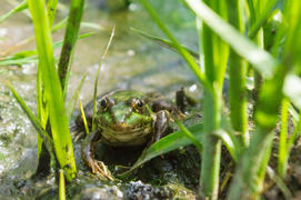 Зеленая лягушка маскируется в траве
