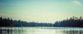 Пейзаж. Утки плавают по озеру 