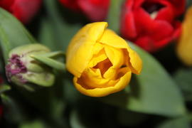 Бутон жёлтого тюльпана