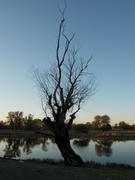 Одинокое сухое дерево на фоне озера 