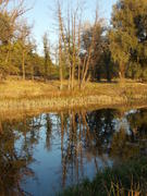 Отражение деревьев на поверхности воды в озере 