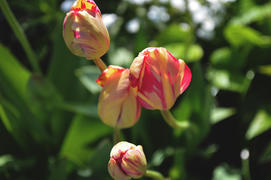 Разноцветный тюльпан