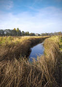 Беларусь: осенняя природа болотистого края