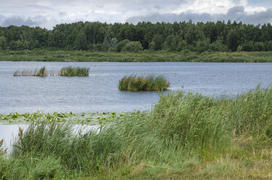 Беларусь, Барановичи, панорама: Жлобинское озеро и роща на противоположном берегу