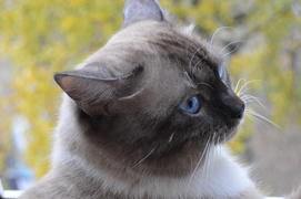 Ухоженная домашняя кошка с голубыми глазами 