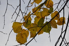 Золотая осень. Пожелтевшая листва ранней осени 