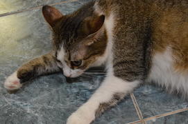 Домашняя ухоженная беременная  кошка: лежит на полу