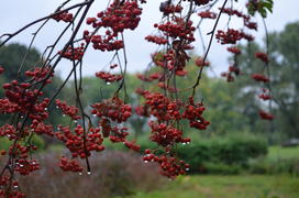 Гроздья дождя на ягодах рябины