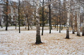 Первый снег на пожелтевшей осенней листве 