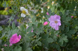 Сиреневые цветы на зеленом кусте