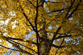Береза повислая или бородавчатая (Betula pendula Roth.,): желтые листья в кроне