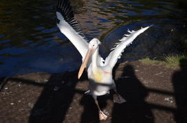 Пеликан у водоема 