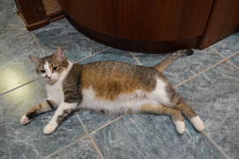 Беременная кошка: лежит на полу