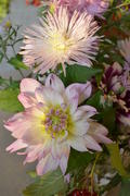 Бледно-розовые цветы в букете: гергина, астра