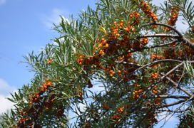 Облепииха (Hippóphae) сем.: Elaeagnaceae: оранжевые ягоды