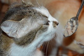 Домашняя ухоженная кошка кушает с ложки 