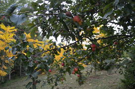 Спелые яблоки на дереве 