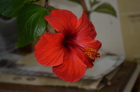  Hibiscus гибискус: цветущая ветвь 