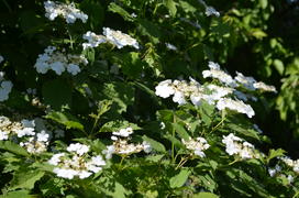 Кали́на обыкнове́нная,  Калина кра́сная (лат.Vibúrnum ópulus):  ветви с белыми цветами