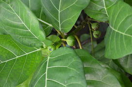 Фикус бенгальский Ficus benghalensis: соцветия 