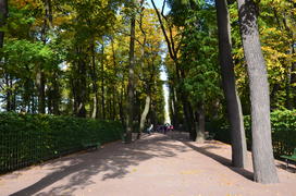 Длинные тени деревьев на земле в парке
