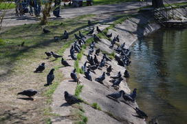 Стая голубей на берегу озера
