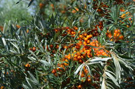Облепииха (лат. Hippóphae)  (Elaeagnaceae): оранжевые ягоды