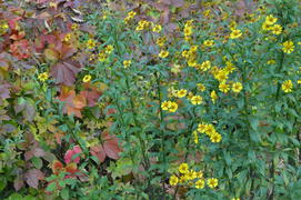 Последние распустившиеся цветы на фоне желтых осенних листьев осенью 