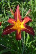 Лиле́йник или Красодне́в (лат. Hemerocállis): бордовый цветок 
