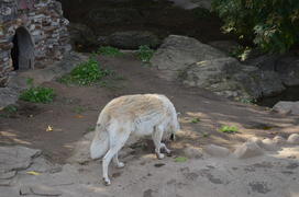 Белый волк в зоопарке 