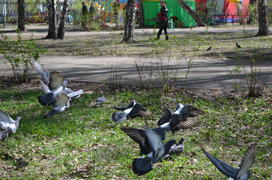 Взлетающие голуби в парке