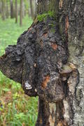 Ча́га или берёзовый гриб, Трутови́к ско́шенный (лат. Inonotus obliquus)