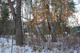 Осенний лес в снегу