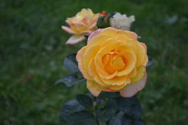 Октябрь. Желтая роза