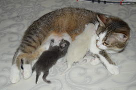 Кошка с новоррожденными котятами